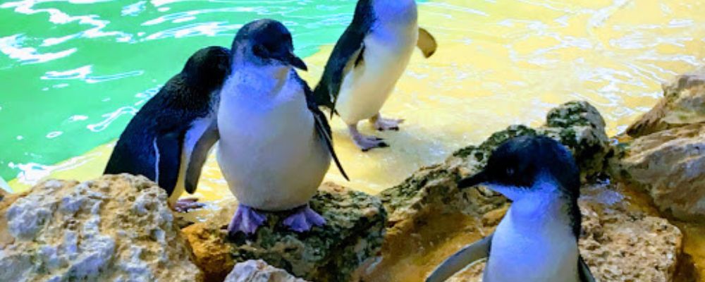 Witness Adorable Penguins At Penguin Island