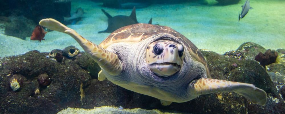 Dive into SEA LIFE Sydney Aquarium